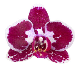 Fleur d'orchidée phalaenopsis isolée