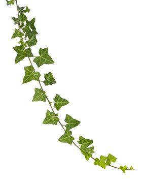 Liane d'Hedera helix