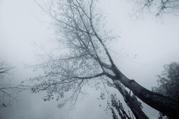 The crowns of a tall tree rise into the thick fog. Dark tall tree in the fog