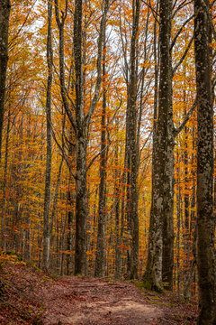 Fall foliage in Italian appenines.