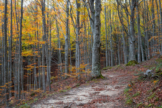 Fall foliage in Italian appenines.