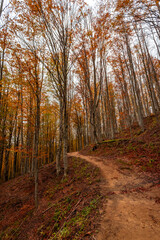 Fall foliage in Italian appenines.