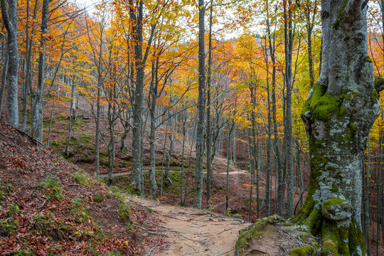 Fall foliage in Italian appenines.