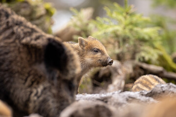 Wildschwein