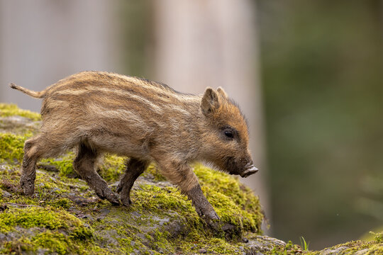 Wildschwein
