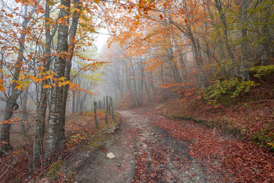Fall foliage in Italian appenines.