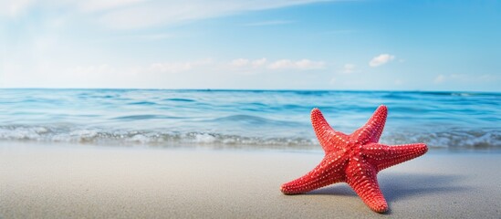 Fototapeta na wymiar A crimson starfish positioned on the shoreline