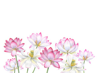 Fototapeta na wymiar Composition of pink lotus flowers. Blooming waterlily flower, Indian Lotus, Sacred Lotus. Copy space for text. Watercolor illustration. For poster, cards, greeting, invitation.