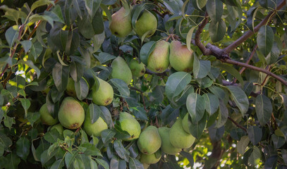 pears grow on a tree, harvest. Selective focus.