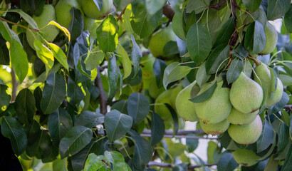 pears grow on a tree, harvest. Selective focus.