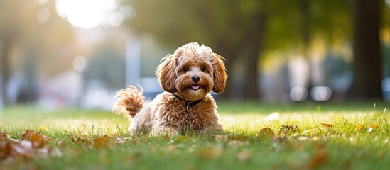 A park scene featuring a slight focused image of a diminutive Cavapoo canine