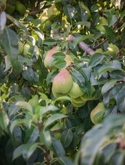 pears grow on a tree, harvest. Selective focus.