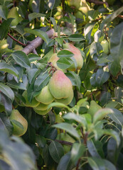pears grow on a tree, harvest. Selective focus.