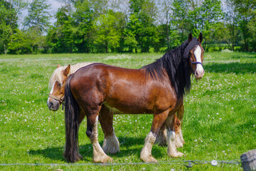 belgian heavy horses