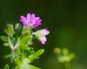 small pink flowers