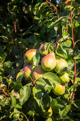 pears grow on a tree, harvest. Selective focus.
