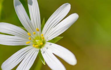 common chickweed flowers