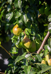 pears grow on a tree, harvest. Selective focus.