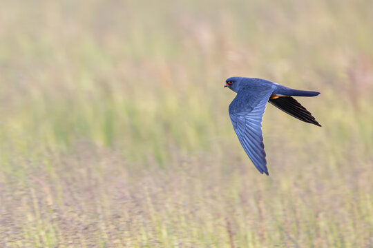 Baumfalke im Flug