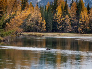 Fototapeta premium Dog in silhouette is swimming along the river in mysterious deep autumn forest.