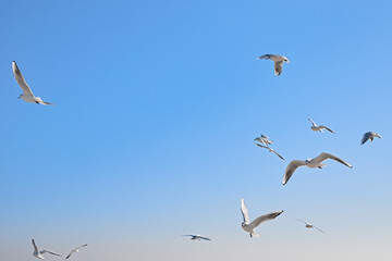 Seagulls soaring in the air over the sea coast, in the sun