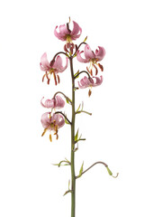 Bouquet of beautiful lilies of unusual pink color Isolated on a white  background.