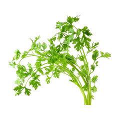 Fresh organic raw coriander leaf transparent png