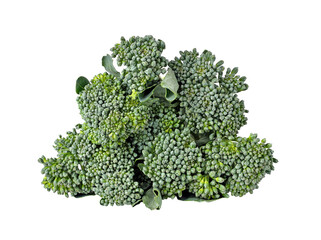 Broccoli transparent png