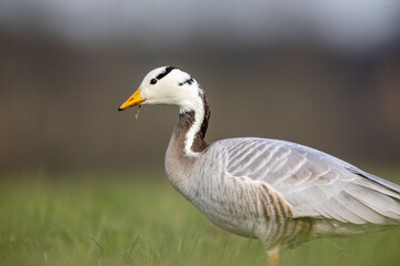 Streifengans © Markus