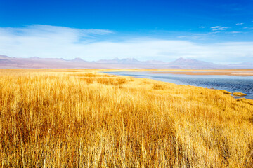 View of Chaxa lagoon © mauriziobiso