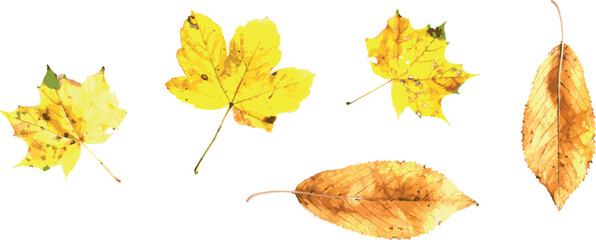 Yellow autumn leaves. Vector, eps