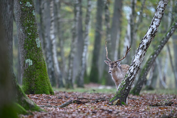daim en foret