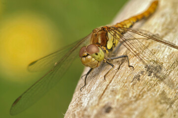 Closeup on the Common darter, Common Darter sitting on a tree-trunk