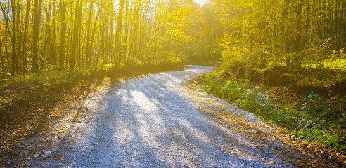 white stony road  among forest in light of sparkle sun