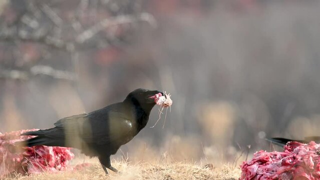 The common raven Corvus corax, also known as the northern raven. A bird with meat in its beak flies away. Slow motion.