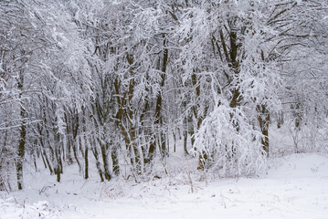 winter forest covered by a snow