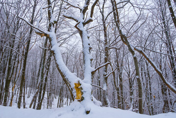 winter forest covered by a snow