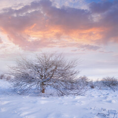 alone tree among the snowbound hills at the evening