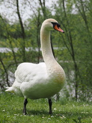 Großer weißer Schwan am Bielefelder Obersee