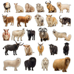 Chinese zodiac animals isolated on transparent or white background, png