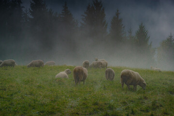 sheep in the fog