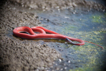 AMAZON RED SNAKE
