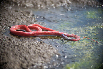 AMAZON RED SNAKE