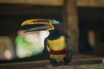 AMAZON TOUCAN