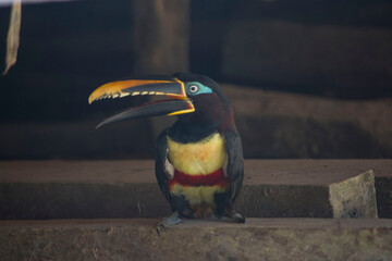AMAZON TOUCAN