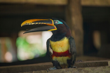 AMAZON TOUCAN