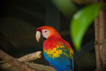 AMAZON PARROT
