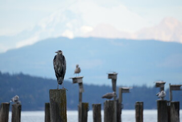 Blue Heron at Anacortes, WA