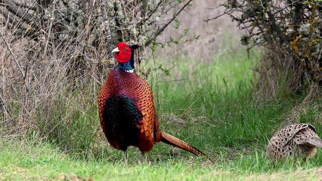 Male and female common pheasant Phasianus colchicus in the wild. Slow motion.