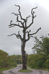 Dead Leadwood Tree 15162